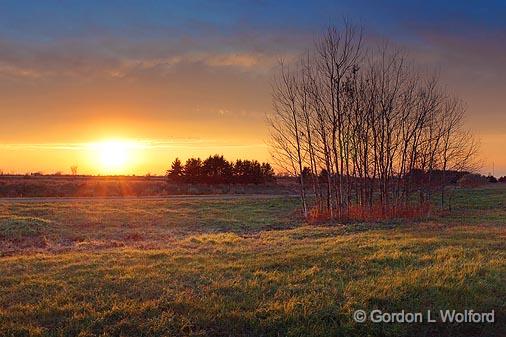 Trees In Sunset_10325.jpg - Photographed at Ottawa, Ontario - the capital of Canada.